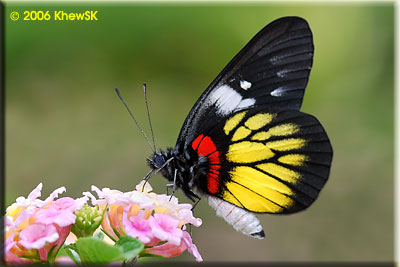 Red Base Jezebel (Male)