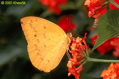 The Orange Emigrant