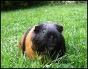 Bazz in the Grass