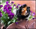 Yoshe among flowers