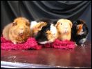 Hillary, Trouble, Phoebe and Yoshe