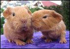 Babies sharing a kiss.