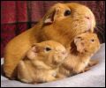 Phoebe with her babies