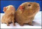Hobbit and Gimpie