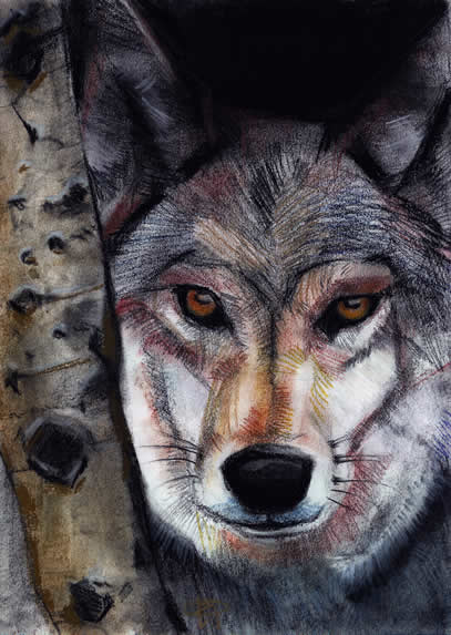 wolf