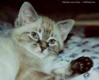 Sera, our most affectionate cat