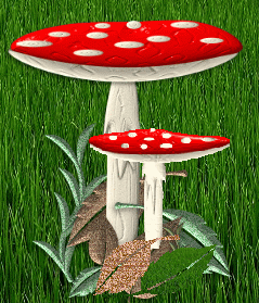 champignon