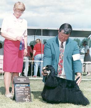 Another champion Hi-Acre Cocker Spaniel