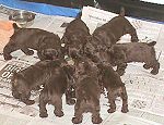 click here for puppy pictures
