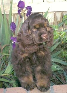 Dakota as a pup