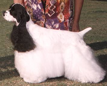 A black and white parti