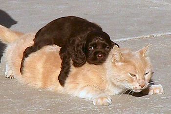 A chocolate puppy sleeping on Toby the cat