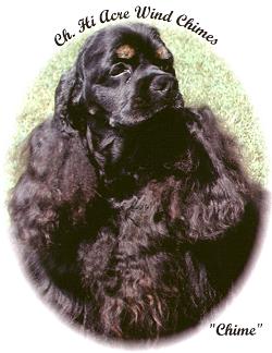 A black & tan Cocker champion