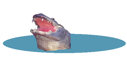 Few Gators Seen by New Fla. Resident
