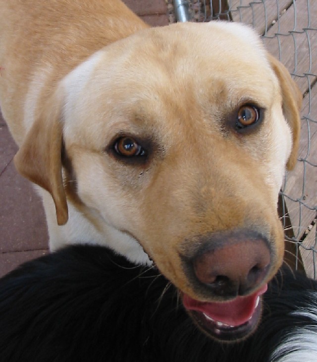Levi Photo