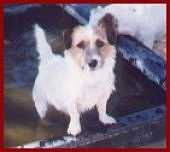 Hidden Treasures Zoot