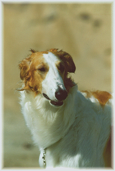 Linnea n. 16kk, elokuu 2001