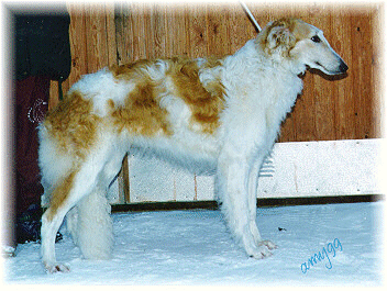Japejukan Katrilli