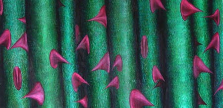 long stemmed roses