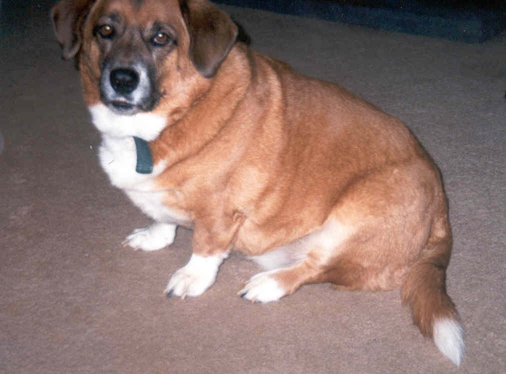 Every dog has his day (or his web page)