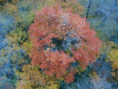 A very red tree