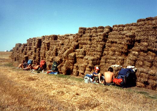 windbreak520x367.jpg