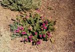 more flowers