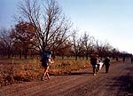 pecans