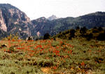 leaving zion