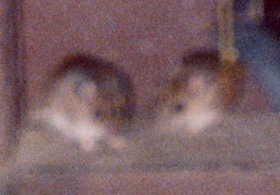 mice