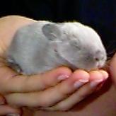 Baby