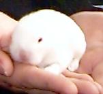 Baby