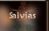 salvias