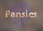 pansies