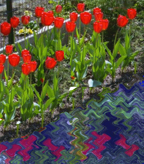 Pansies in our garden