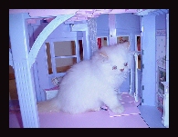 Welcome to my humble castle..Sure its plastic...and Barbies but I call it home