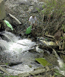 GreenUp Day