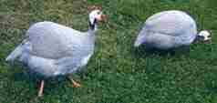 Lavender Guineas on patrol for bugs.