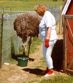 Me moving Maggie to her new pen from crib pens.