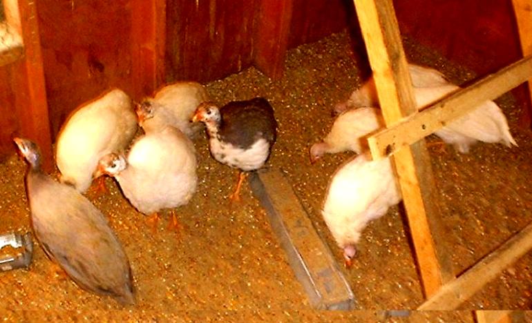 Two month old guineas ready to go tick  hunting