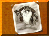 Taz