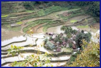 rice terraces