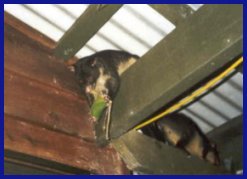 possum