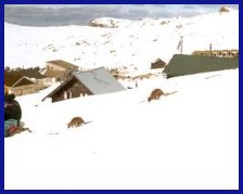 wallabies skiing