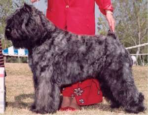Handler