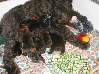 Mother and Babies