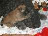 Splash gets ear wash from baby Sunshine