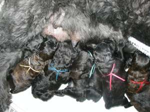 Newborns