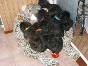 Puppies on Tiger
