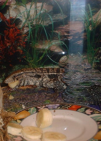 BANANNA? Where's my mouse?